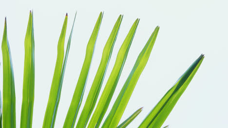 Palm-tree-leaves-isolated-on-a-white-background