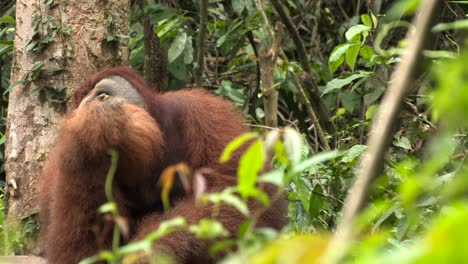 Sumatran-orangutan,-Pongo-abelii-large-adult-male-eats,-chews-gets-up-and-walks-away
