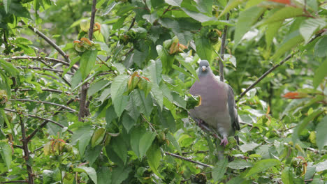 Wild-wood-pigeon-sitting-perched-high-up-in-a-sycamore-tree-in-the-UK-countryside
