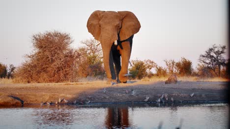 Wilder-Elefant-Nähert-Sich-Dem-Sonnenuntergang-Am-Wasserloch-In-Simbabwe