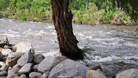 Ein-Ertrinkender-Baum-Am-Ufer-Des-Kern-River-In-Kalifornien-Während-Extremer-Überschwemmungen