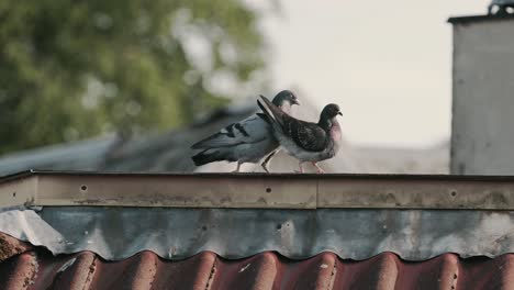 Pigeons-mating-on-building-rooftop-in-urban-city,-handheld-view