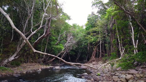Fließender-Bach-In-Cairns-Australien-Mit-Blick-Flussabwärts