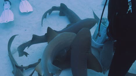 Scuba-diver-feeding-nurse-sharks-underwater