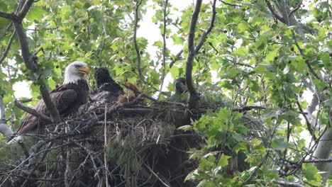 Male-parent-bald-eagle-with-one-eaglet-panting-on-a-hot-humid-day