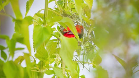 Southern-red-bishop-bird-hopping-in-green-twigs-while-weaving-nest