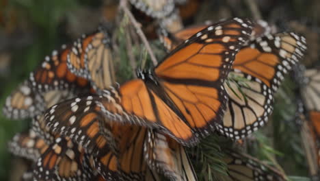Mariposas-Monarca-Colgando-De-La-Rama-De-Un-árbol-En-El-Santuario-De-Mariposas-Monarca-En-Michoacán-En-México