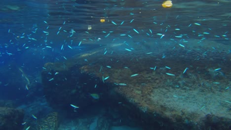 Snorkeling-near-rocks,-small-blue-fishes-moving-around,-slow-motion,-Mahe,-Seychelles
