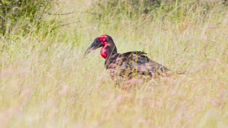 Southern-ground-hornbill-bird-prowling-tall-savannah-grass-for-food