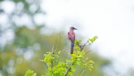 Southern-Carmine-Bee-Eater-bird-perched-on-tree-twig-and-taking-flight