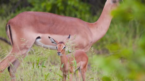 Adorable-Impala-antelope-calf-grazing-in-tall-grass-with-its-mother