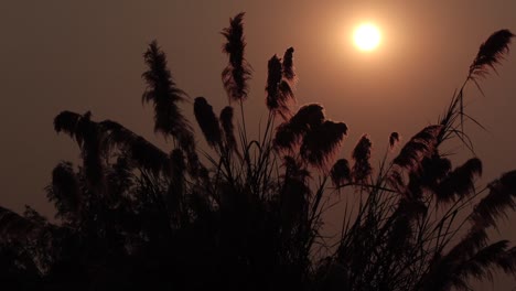 Silhouette-grass-flower-on-the-sunset-6