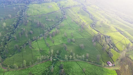 Aerial-view-of-mountain-slope-landscape-with-green-tea-plantation-in-the-morning