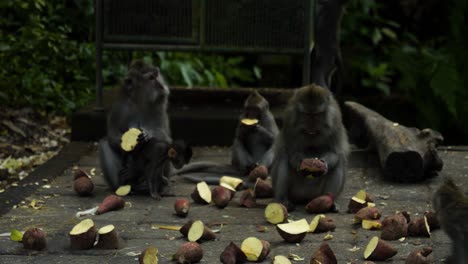 Macaque-monkeys-eating-sweet-potatoes-in-the-Sacred-Monkey-Forest-Sanctuary-in-bali-indonesia