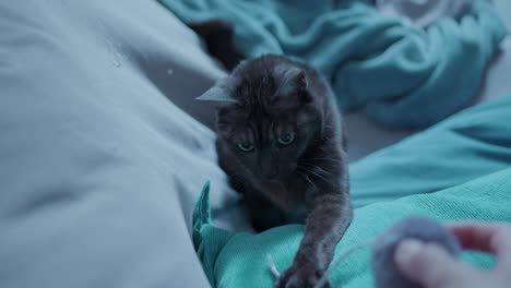 Schwarze-Katze-Spielt-Mit-Einem-Faden-Auf-Einem-Blauen-Sofa-Mit-Erweiterten-Pupillen