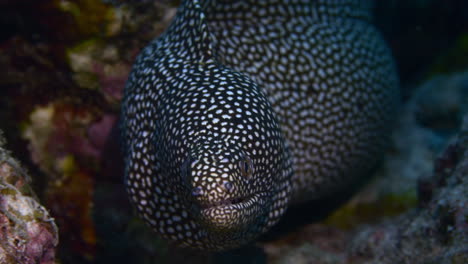 Amazing-turkey-moray-eel-close-up-on-the-reef-with-focus-on-eyes