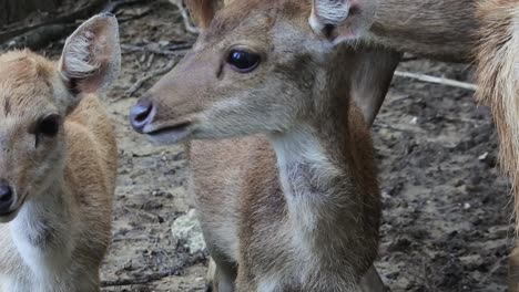 Young-deer-looking-away-from-the-iron-cage-in-a-deer-farm