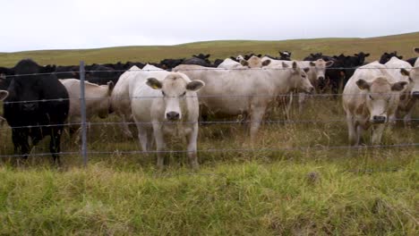 Plano-Medio-De-Vacas-Mirando-A-La-Cámara