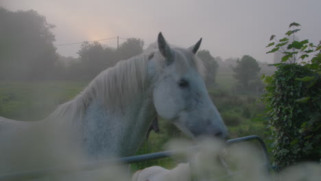 White-Horse-and-Pony-In-Early-Morning-Mist