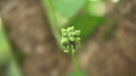 Nahaufnahme-Einer-Gruppe-Winziger-Ameisen,-Die-Sich-Um-Eine-Cayennepfeffer-Blume-Versammeln,-Die-Noch-Nicht-Geblüht-Hat