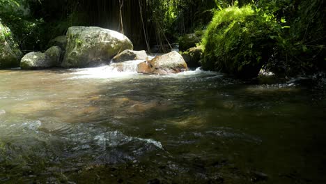 Slow-motion-tilt-uo-shot-of-a-small-river-in-the-middle-of-the-jungle-of-Bali-in-Indonesia-on-a-sunny-day-with-view-of-the-lianas,-stones-in-the-water-and-bushes