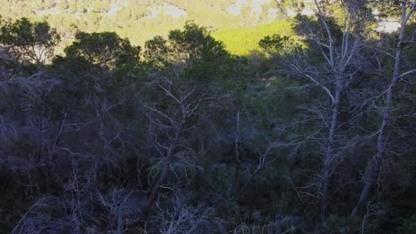 Into-the-woods-with-a-drone-on-Ibiza