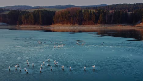 Bandada-De-Pájaros-En-El-Agua-Congelada-Del-Lago-Czorsztyn-En-Malopolska,-Polonia
