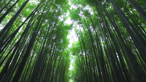 Bamboo-forest-at-Kyoto,-a-must-visit-when-visiting-Arashiyama-area