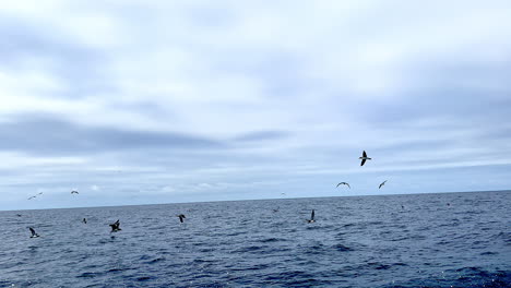 Seagull-flying-and-soaring-low-above-sea-water-through-rest-of-flock