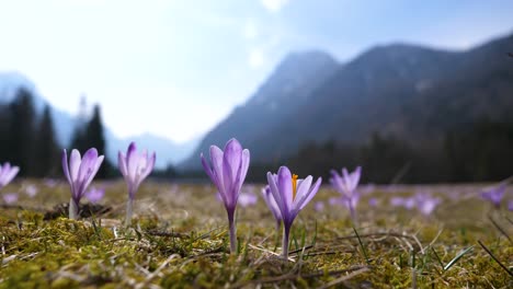 Static-bokeh-shot-of-a-group-of-purple-crocuses-swaying-in-the-wind-in-a-mountain-valley