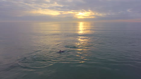 Südafrika-Delfine-Schwimmen-Mit-Drohne-In-Der-Brandung-Jbay-Jeffreys-Bay-Sonnenaufgang-Am-Frühen-Morgen-Golden-Am-Horizont-Reflexion-Filmische-Luftaufnahme-Schwenk-Folgen