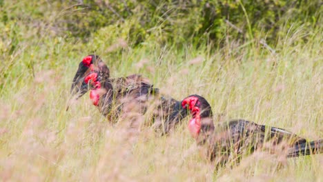 Southern-ground-hornbill-bird-flock-prowling-savannah-grass-for-food