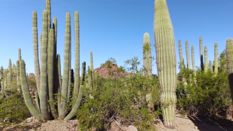Botanische-Wüstenlandschaft-Mit-Ikonischen-Saguaro-Kakteen:-Hintergrund:-Statisch,-Bewegungslos