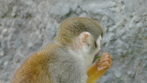 Squirrel-Monkey-Close-up-Eating-Wild-Plant-Green-Leaves-And-Jumps-up-on-Rock-in-Costa-Rica-Wild---slow-motion