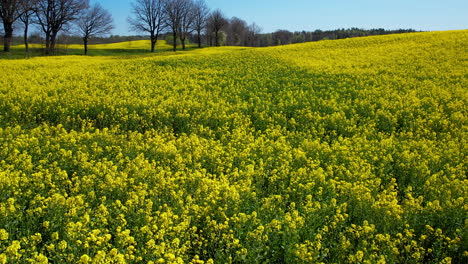 Beautiful-sea-of-endless-vibrant-yellow-Canola-flowers-in-Poland-farm
