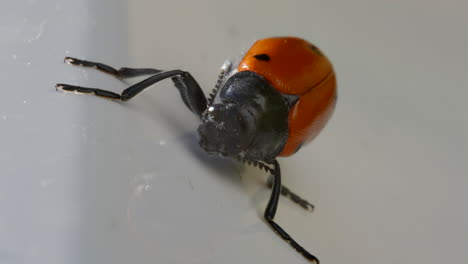 Insecto-Escarabajo-Con-Piernas-Extendidas-Arrastrándose-Sobre-Una-Superficie-Blanca,-Vista-Macro