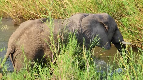 An-African-Savanna-Elephant-eating-vegetation-by-a-river