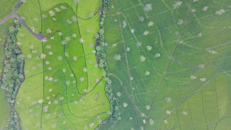 Drone-fly-over-green-tea-plantation-in-high-altitude
