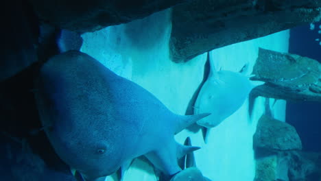 Zwei-Haie-Liegen-Still-Im-Blauen-Wasser-Des-Aquariums