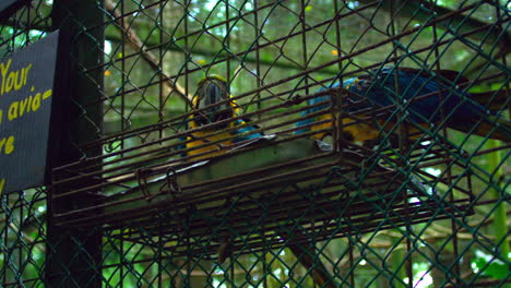 rehabilitating-endangered-great-macaws-in-Costa-Rica