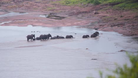 Afrikanische-Elefantenherde-Kommt-Nach-Der-Flussüberquerung-An-Schlammiges-Ufer