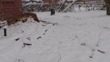 Snowing-on-first-day-of-spring-throwing-toy-ball-with-black-lab-dane-labradane-dog-as-he-tramples-through-show-in-top-right-of-frame---in-Cinema-4k-half-speed-at-30fps