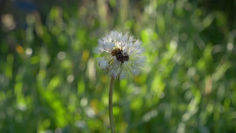 White-Dandelion-wishes-sway-gently-in-a-grassy-field