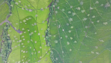 Top-down-view-of-green-tea-plantation-in-the-foggy-morning