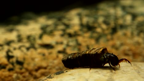 Caddisfly-larva-crawling-on-a-rock-in-a-trout-stream,-close-up-in-fast-water
