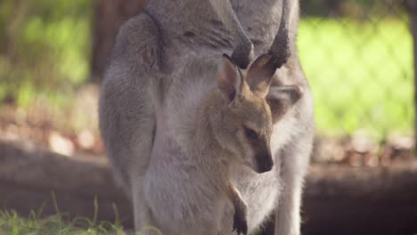 A-baby-kangaroo-nestled-in-its-mother's-pouch