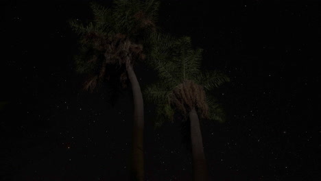 Nachtbewegung-Im-Zeitraffer---Zwei-Bäume-Und-Sterne,-Die-Sich-Im-Hintergrund-Bewegen