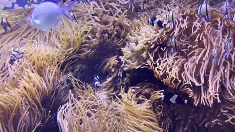 Wunderschönes-Korallenriff-Mit-Verschiedenen-Bunten-Fischen-Und-Seltenen-Pflanzen
