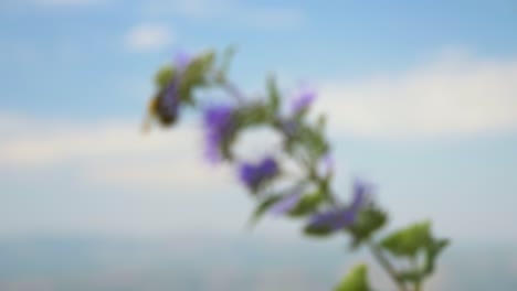 Eine-Biene-Sammelt-Pollen-Unter-Einem-Starken-Wind-Mit-Blauem-Hintergrund-In-Zeitlupe-In-Frankreich,-Lila-Blume