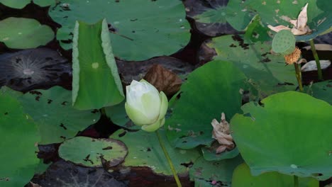 Seen-from-a-distance-moving-with-some-wind-at-the-pond-surrounded-by-green-leaves-during-the-morning,-Lotus-Flower-Nelumbonaceae